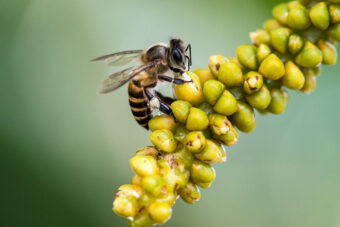 Mélange spécial BIO pour Abeilles - Semences