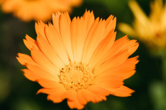 Soucis Calendula Pacific - Semences - 200 graines