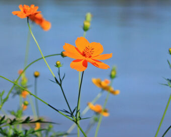 Cosmos sulphureus - Semences - 200 graines