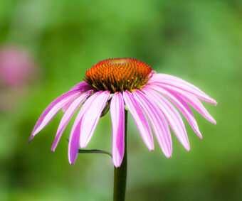 Echinacea pourpre (marguerites) - Semences - 200 graines
