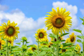 Tournesol Géant - Semences - 100 graines